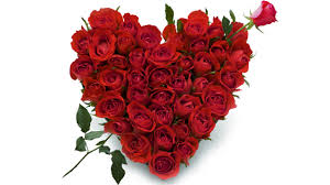 24 Red roses heart